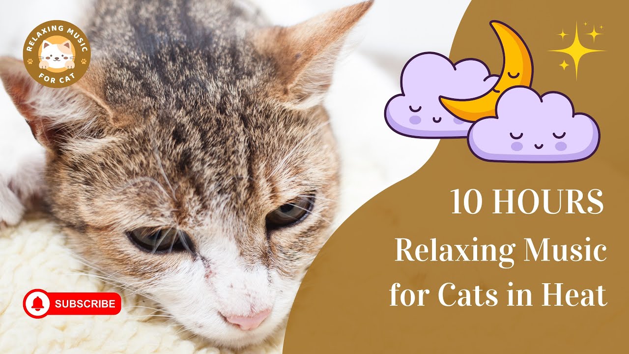 Relaxing Music for Cats in Heat 10 Hours 🎶 Soothing Sounds for Your Feline Companion