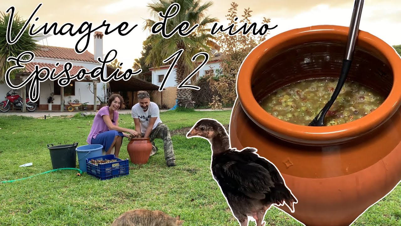 Hacemos nuestro primer vinagre de uvas. Nos regalan una gallina utrerana y su pollito. Episodio 12.