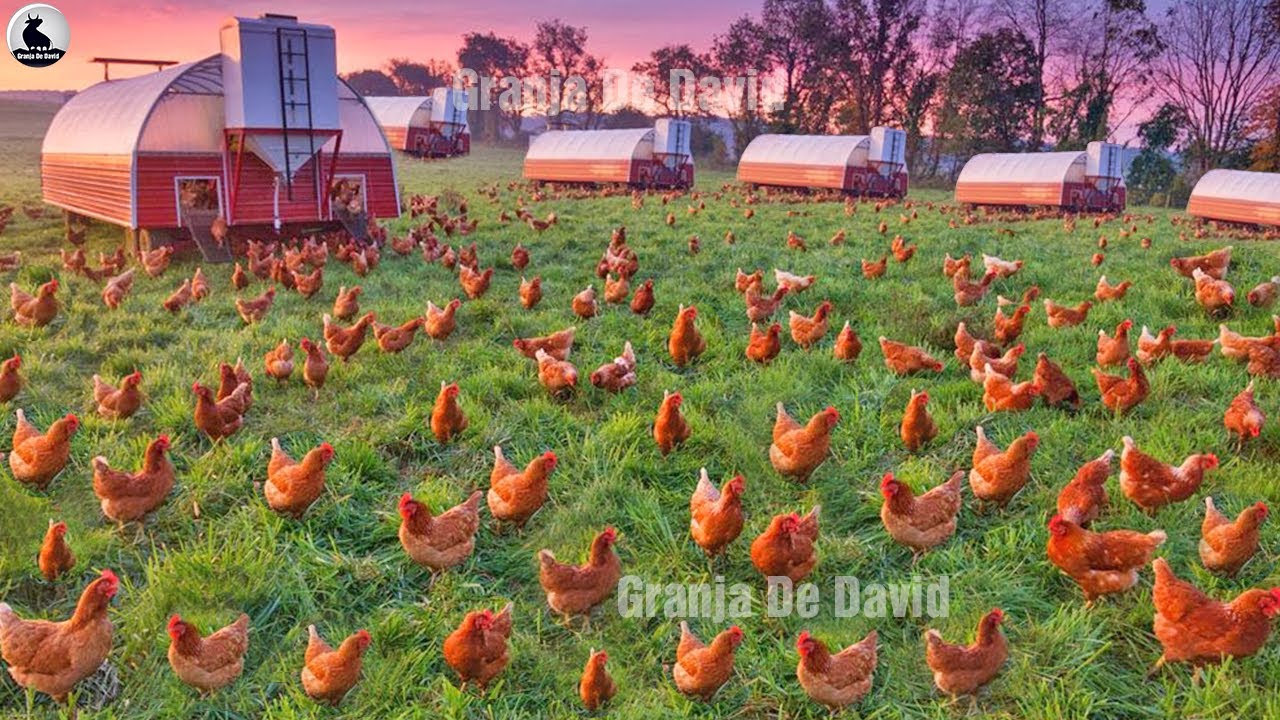 Cómo la agricultora estadounidense cría millones de aves de corral en pastos - Granja de pollos