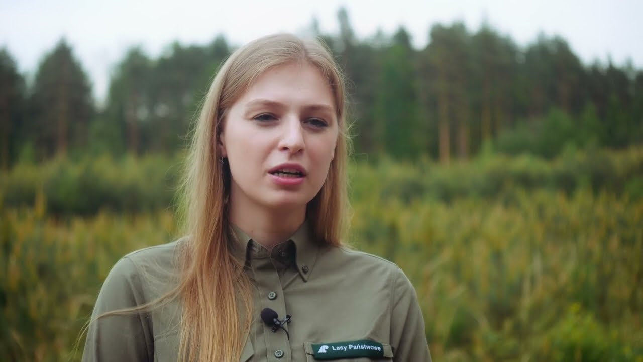 Czym jest młodnik w lesie? Film edukacyjny o gospodarce leśnej
