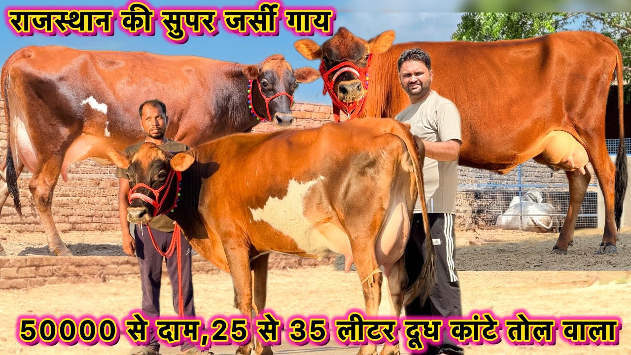 50000 से दाम,25 से 35 लीटर तक दूध की 7 गाय बिकाऊ👌राजस्थान की टॉप जर्सी गाय👍High Milking Jersey Cows 