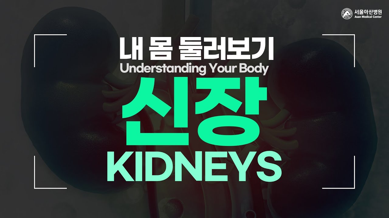 신장 [내 몸 둘러보기]