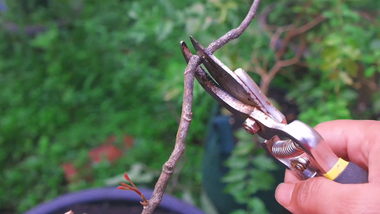 Pangkas Pembuahan Kelengkeng Dalam Pot