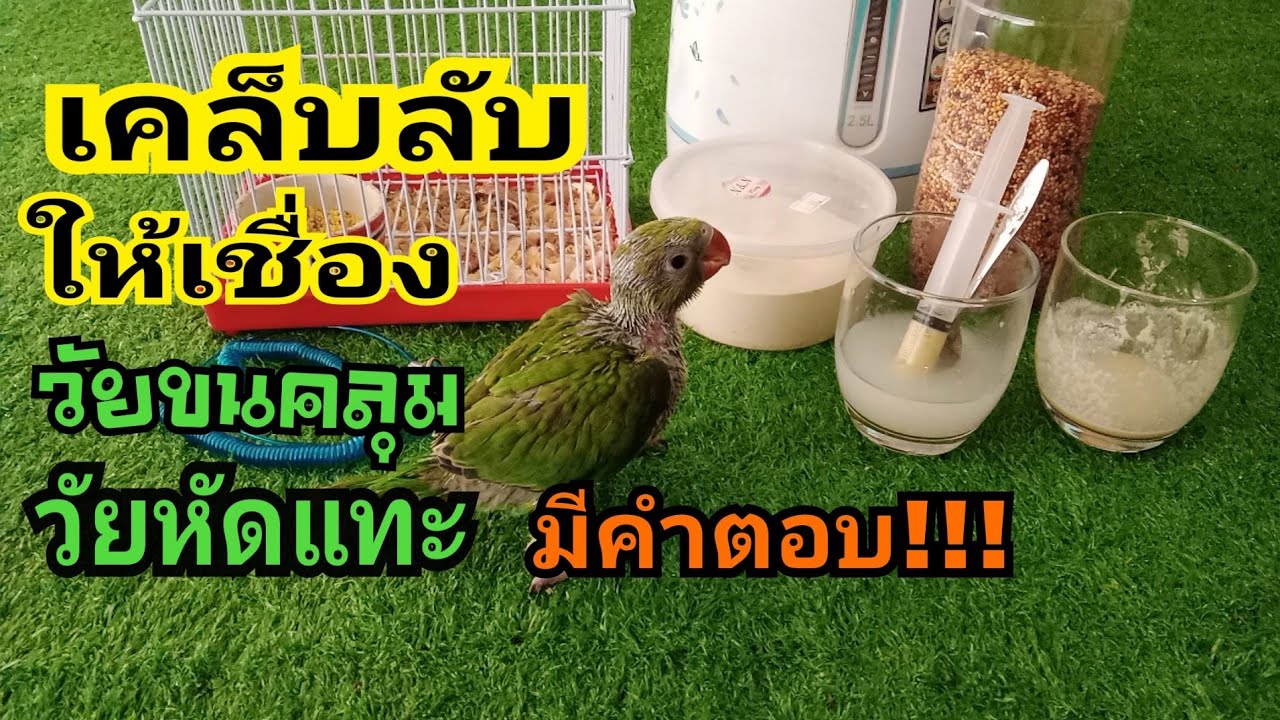 นกแก้วริงเน็ค,วัยขนคลุม,กินวันละกี่มื้อ, อาหารที่ให้น้องหัดแทะมีอะไรบาง!!! มีคำตอบ!!!!!!!