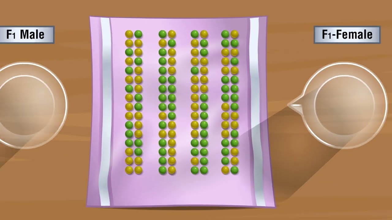 Mendel's Law of Segregation