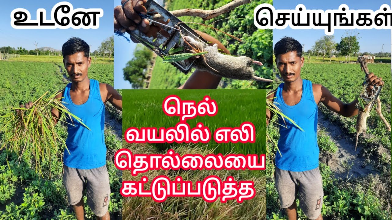 வயல்வெளியில் எலி தொல்லையில் இருந்து விடுபட |9659249372 HOW TO SET RAT TRAP ON FARMINGLANDS| RAT TRAP