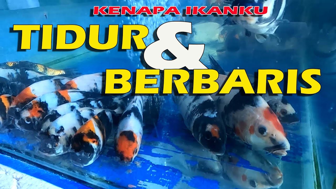 KENAPA IKAN KOI KU TIDUR DAN BERBARIS??? | sleeping disease