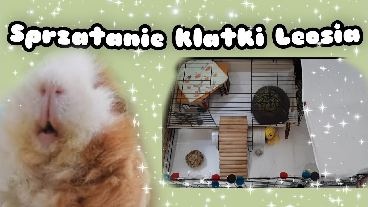 🐹🌲Sprzątanie klatki mojej świnki morskiej Leosia🌿☁️