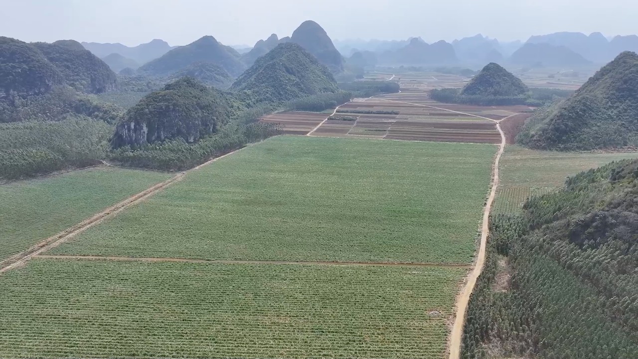 Hi-tech spring farming: How China's Guangxi is digitalizing sugarcane farming