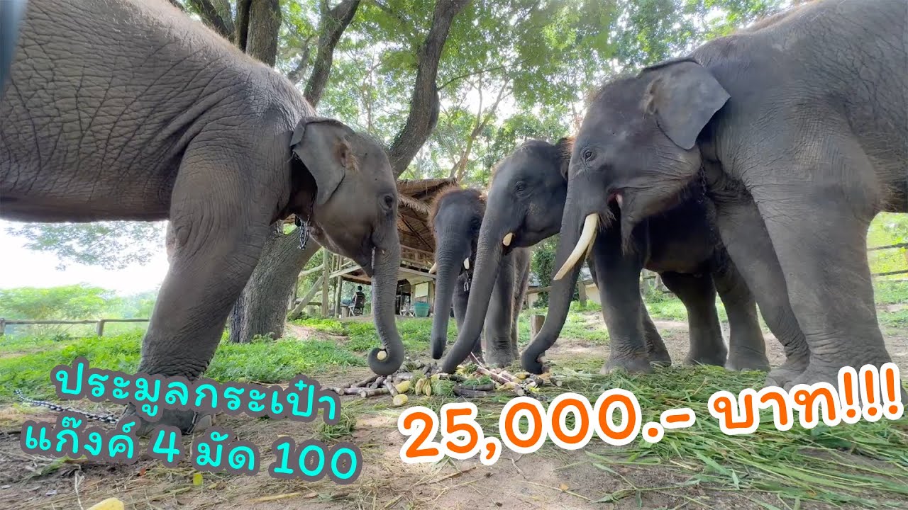 ตามติดชีวิตช้าง Daily Live  7 ก.ย. 2567 แอดจุ้ย ปป กระตุ่ย ประมูลกระเป๋าใบสุดท้าย