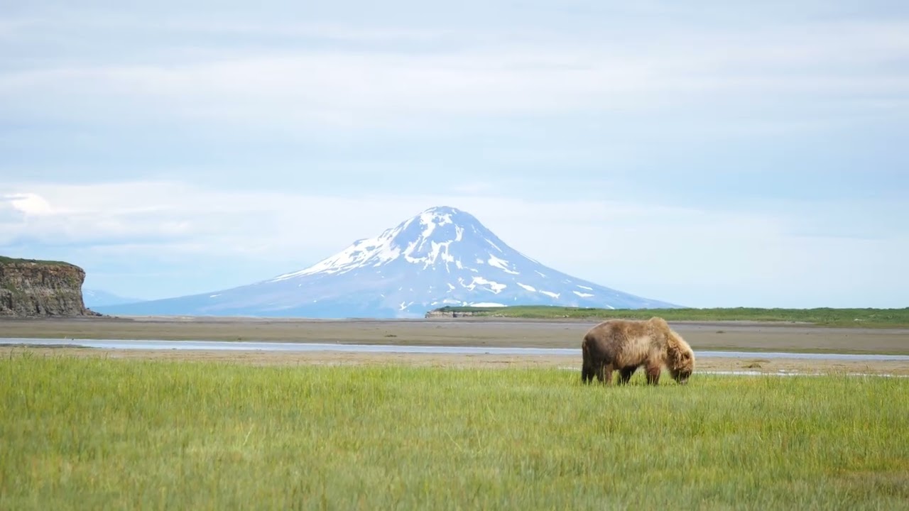 Grizzly Bear with Volcano in the Background
