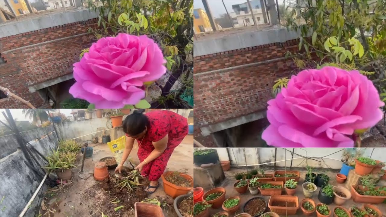 Beautiful Pink Rose on Terrace | Working on Garden | Indian Terrace Garden ASMR No Talking
