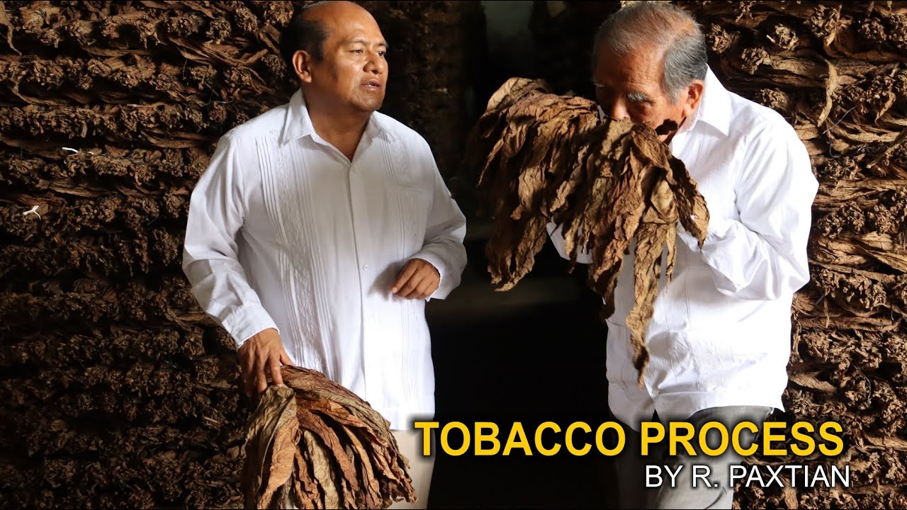 TOBACCO PROCESS | Los Tuxtlas, Veracruz, Mexico | San Andres Tuxtla