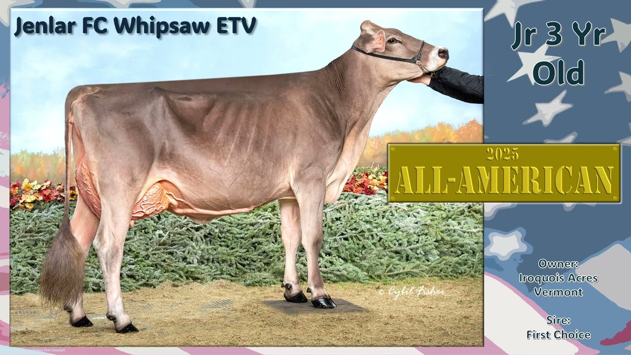 2025 Brown Swiss All American Winners