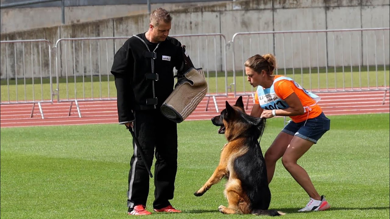 Elton von Blankanera - TSB BSZS 2024 | German Shepherd Bite Work - BSZS NÜRNBERG 2024