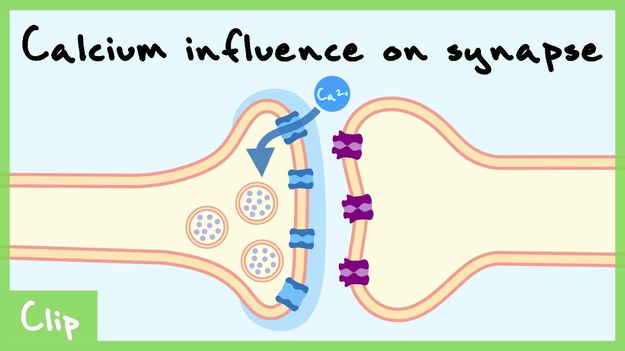 Calcium Role In Transmitter Release Explained (Necessary and Sufficient) | Clip