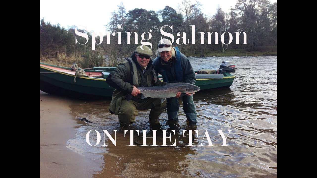 Massive Tay salmon fishing action on the Taymount beat.