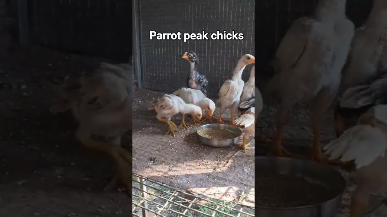 parrot peak chicks 