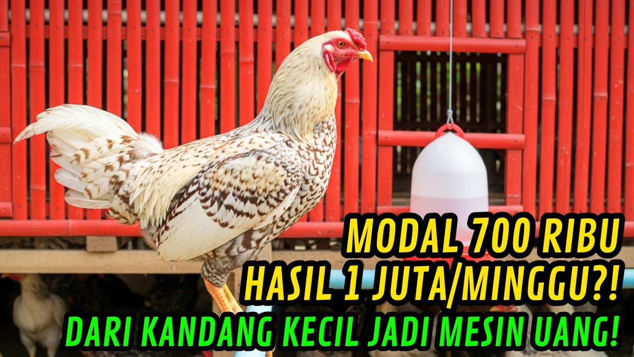 TERBONGKAR! RAHASIA TERNAK AYAM KAMPUNG UNTUNG BESAR DARI NOL !