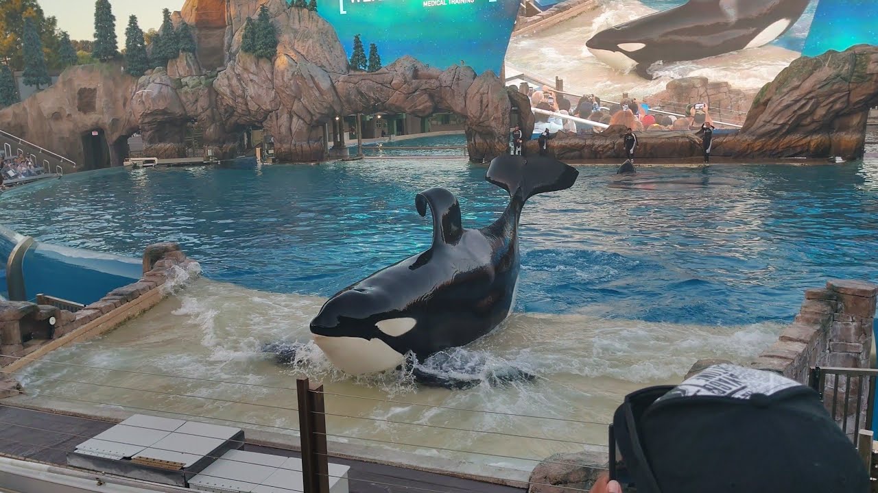 Orca Encounter 6pm show SeaWorld San Diego Saturday October 11th 2025