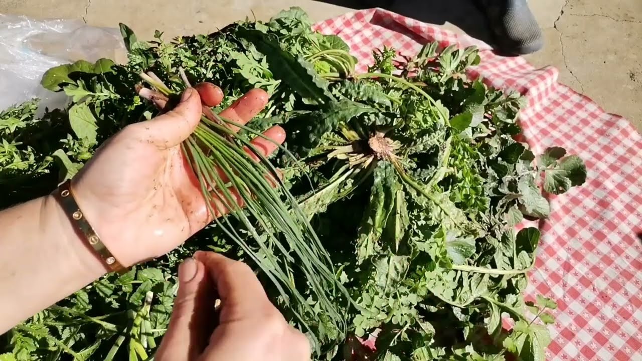 💢🌿22 Çeşit yenilebilen şifalı otları tanıyalım 🌿