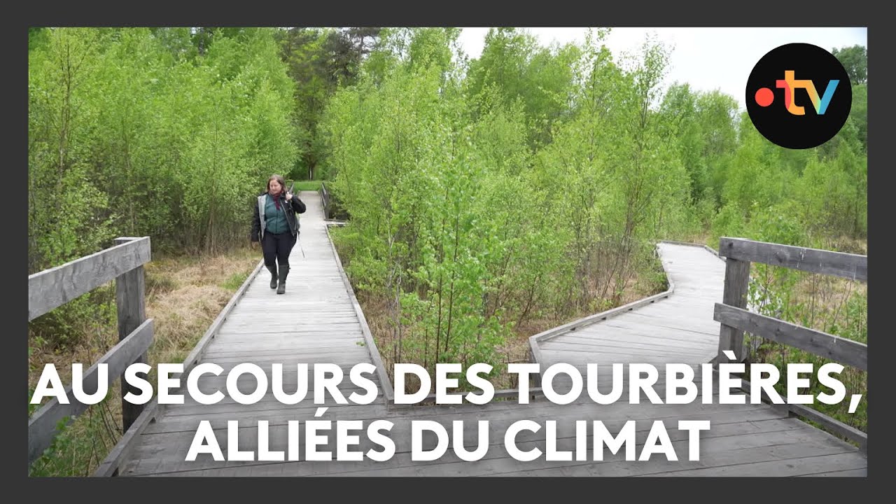 Tourbières : le conservatoire nature de Lorraine mène un projet de sauvegarde des zones humides