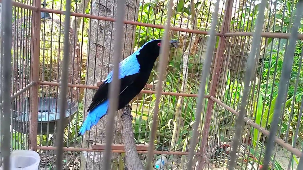 Burung Cucak Biru Makan Jangkrik, Utamakan Sarapan untuk meraih Harapan.
