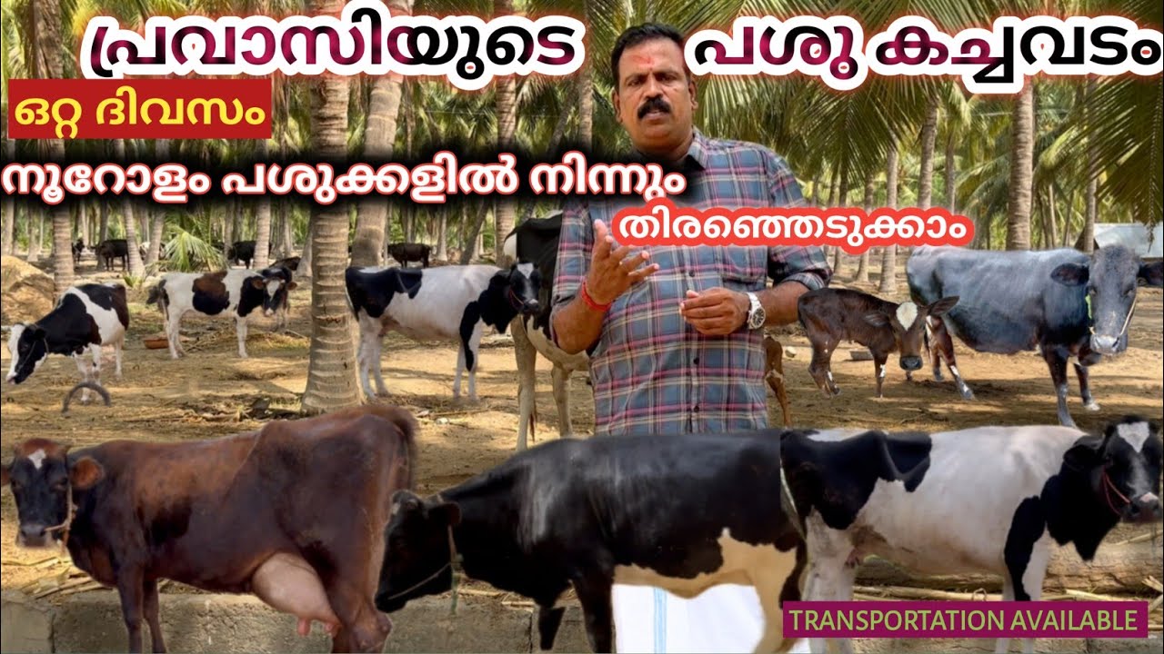 HF cows for sale from 40000 l ഒറ്റ ദിവസം നൂറിലധികം പശുക്കളെ കണ്ട് വില കുറവിൽ വാങ്ങാം