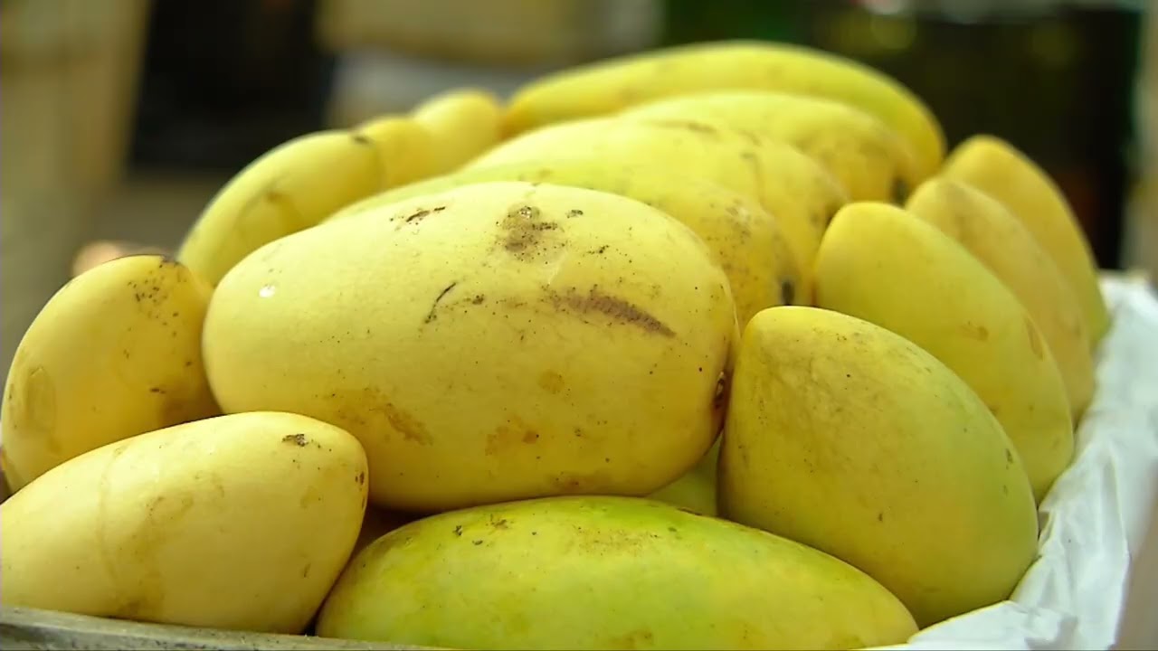 Proceso y Selección de Mango