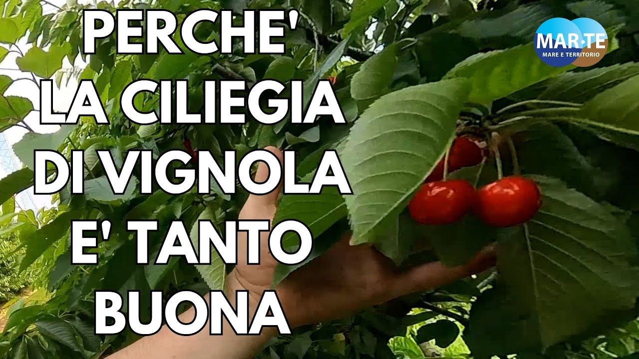 Perche la ciliegia di Vignola è tanto famosa!