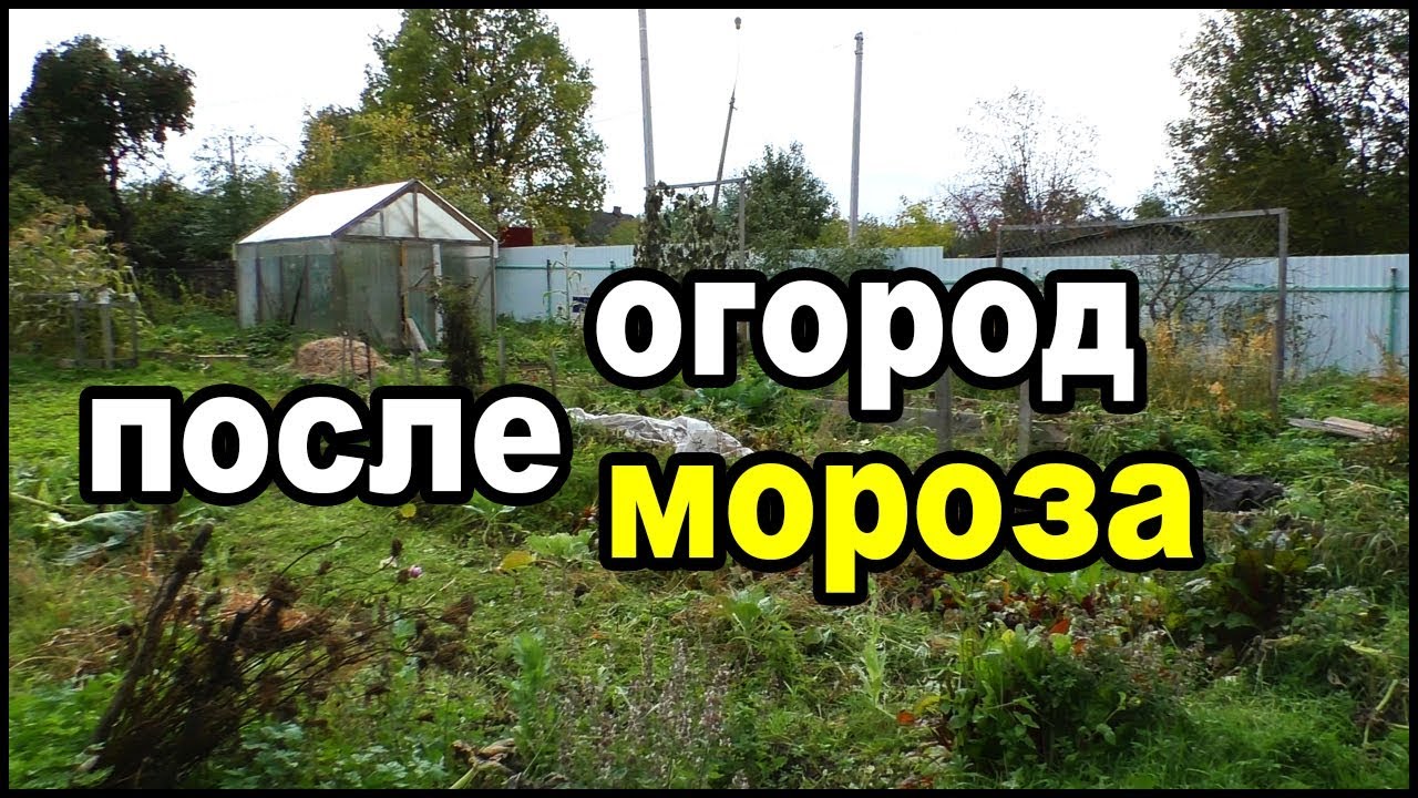Мой огород после заморозка 25 09 2019