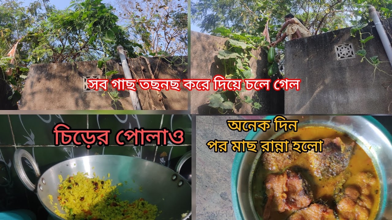🌞এভাবে গাছগুলো নষ্ট করে দেবে ভাবিনি😭 #shorts #ytshorts #viral #trending #dailyvlog #bengalivlog 🏡 