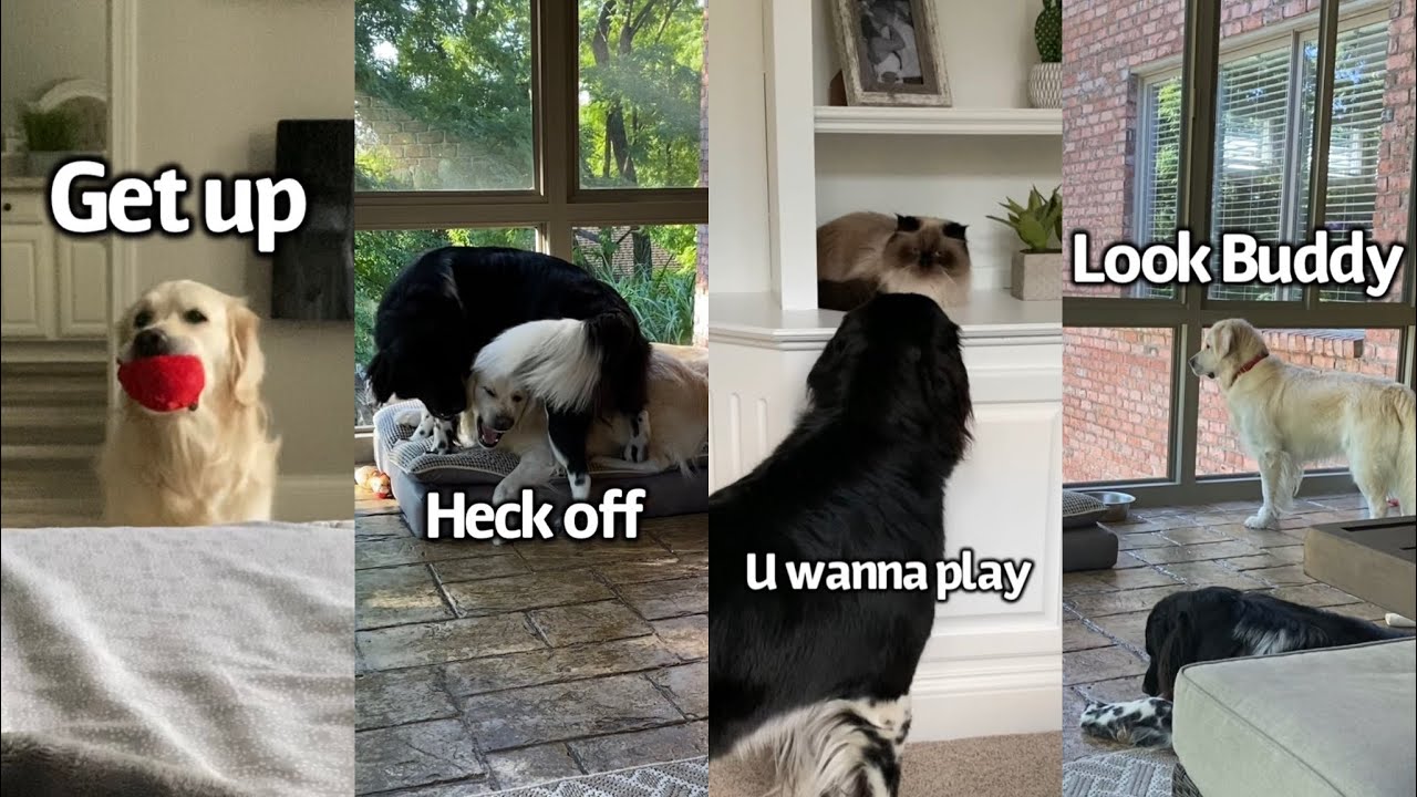 Weekend Shenanigans With My Dogs