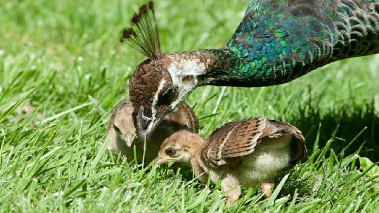 Peachick | Peafowl taking care of the peachicks