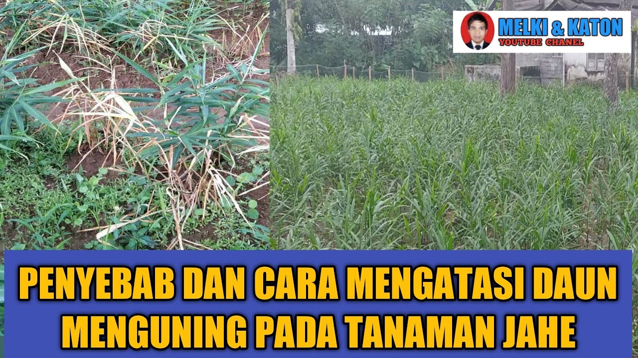 CARA MENGATASI DAUN JAHE MENGUNING DAN  ISI BUSUK
