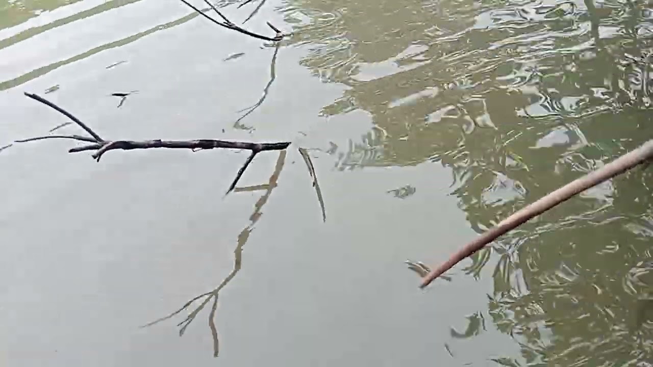 Cek perangkat kepiting bakau #kepitingbakau nelayan petani desa Bira 🥰🙏🙏