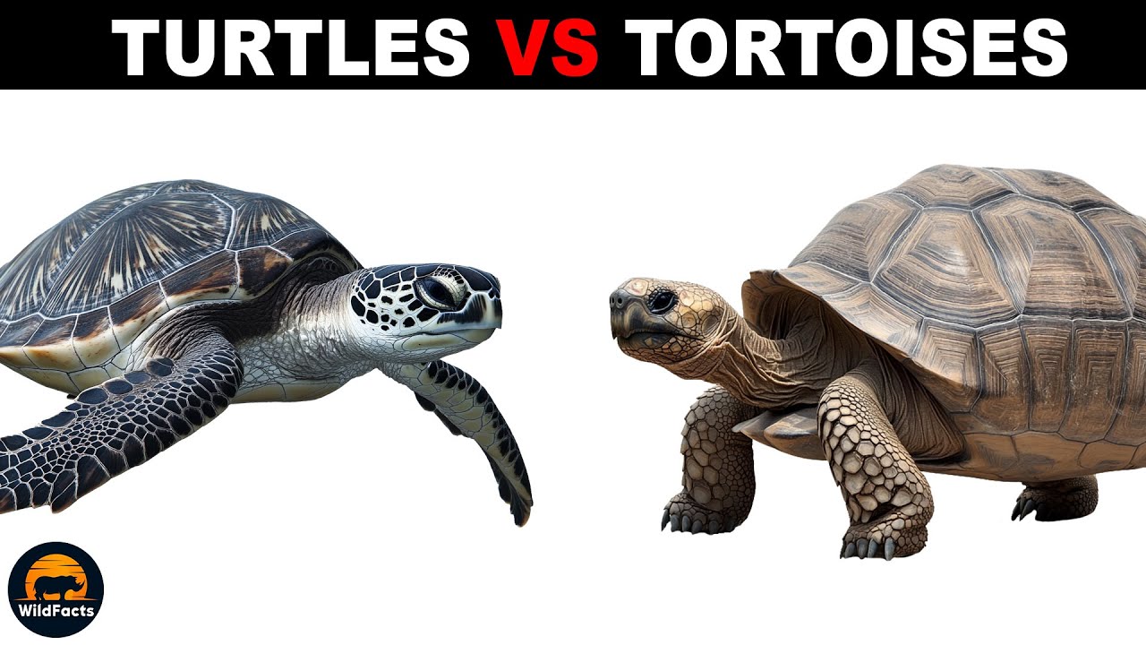 What Is The Difference Between Turtles And Tortoises?