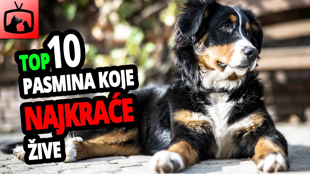 🐕 Psi Koji Najkraće Žive – TOP 10 Pasmina Pasa Koje Najkraće Žive!