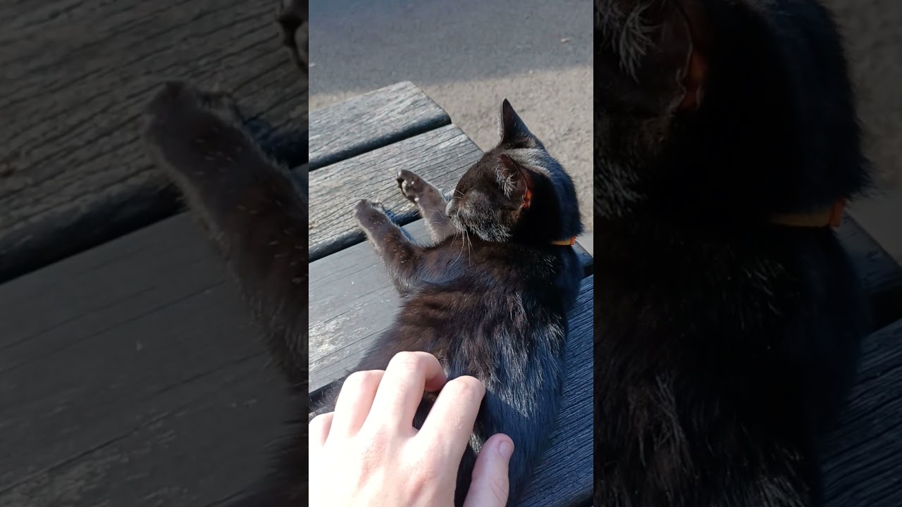 Petting the Kittens - NYMR Grosmont Shed - 9th September 2025