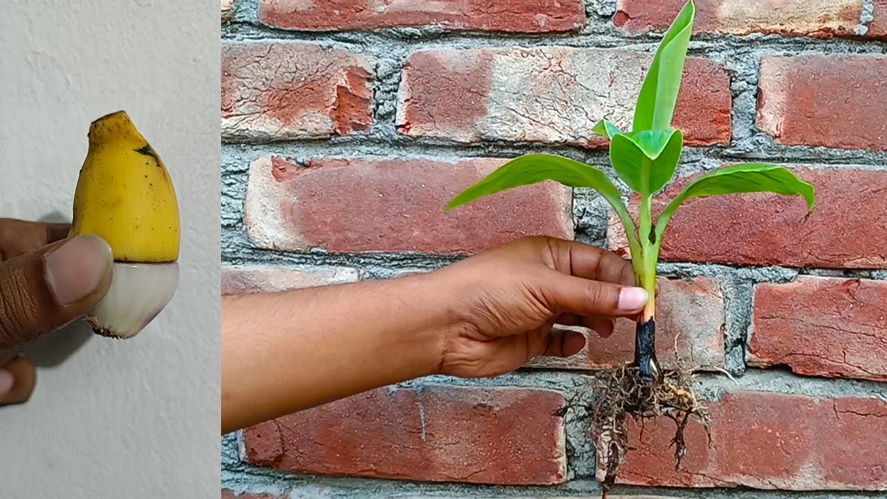 Grow banana tree from banana with onion
