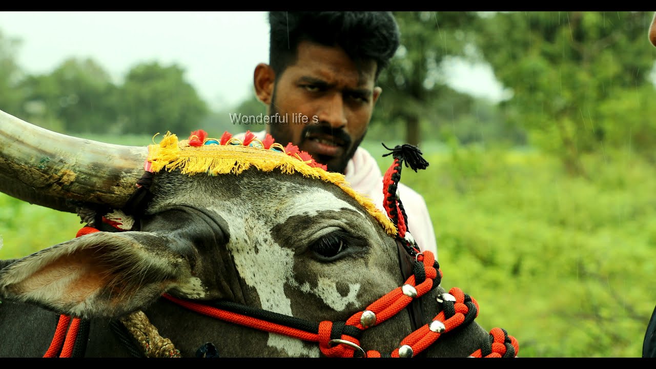 Hallikar bull decoration, Kallapura Abhimani, Bail pola, Hori Habba Jallikatu