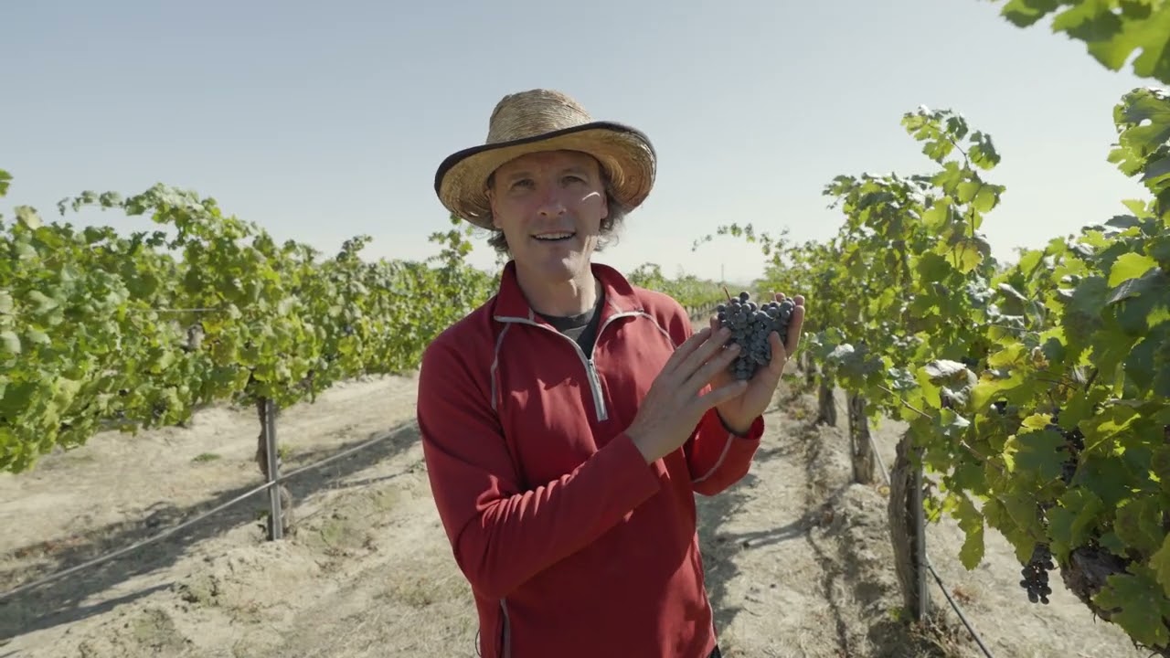 Grapes drive wine character - but HOW? Size Matters...