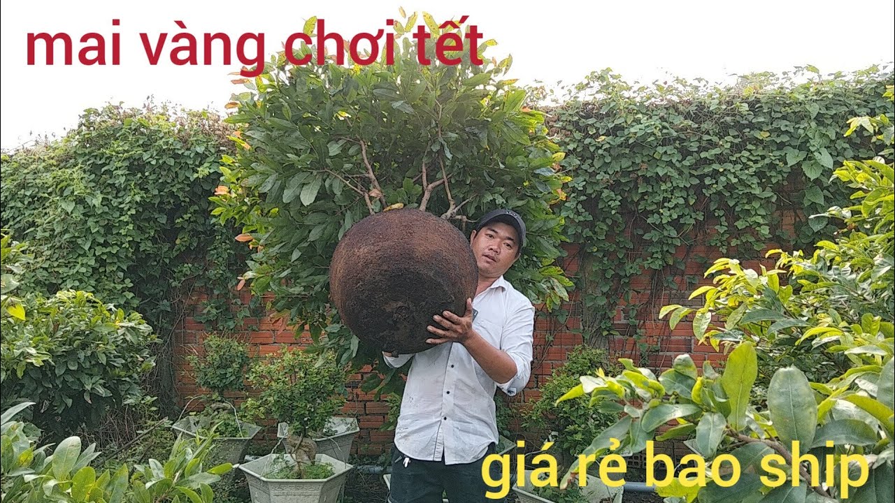 Mai vàng chợ lách, giao lưu mai vàng giá rẻ lh0382626195 mai vàng chơi tết 2026 giá rẻ bao ship