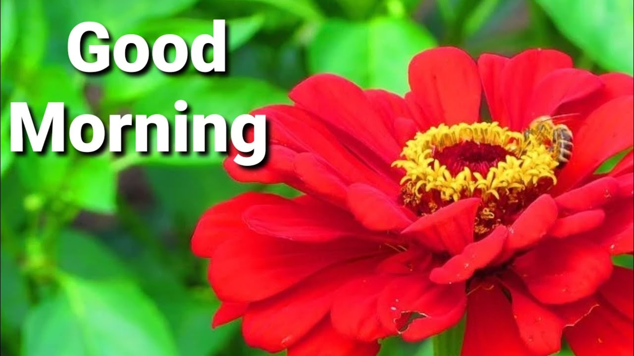 🌹Good Morning Quotes Status 🌹 | Step into Greatness: Inspirational Quotes for a Successful Morning!