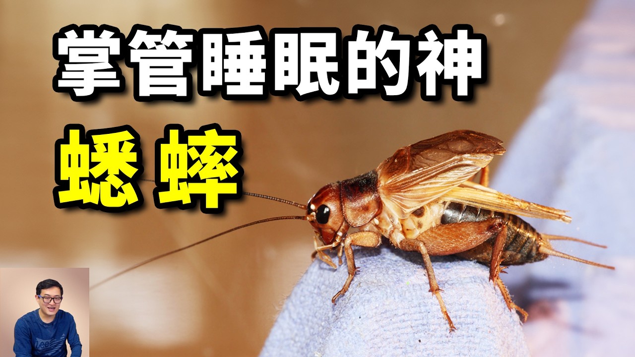 聽蟋蟀叫真的有助眠作用嗎？斗蟋蟀愛好者到底有多狂熱？最能代表秋天的動物，你能接受吃蟋蟀嗎？【老肉雜談】ft. @德國Emma #動物 #昆蟲 #蟋蟀