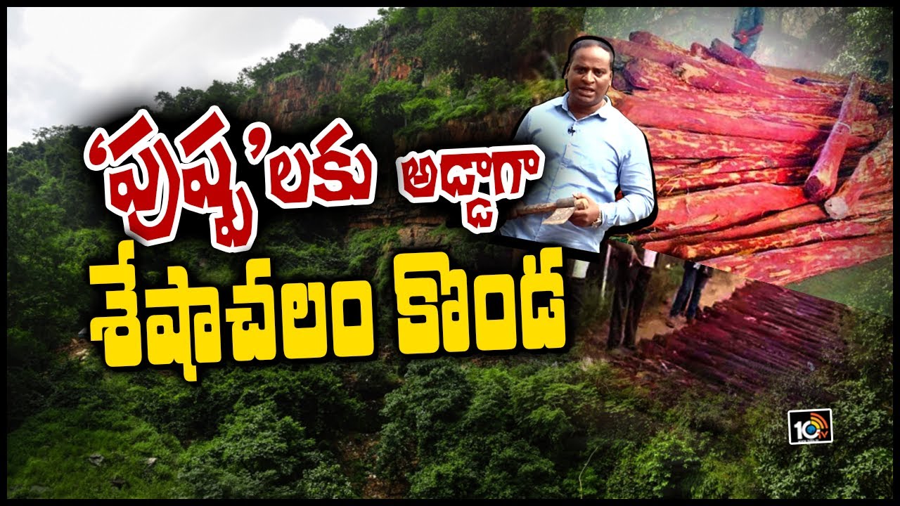 &lsquo;పుష్ప&rsquo;లకు అడ్డాగా శేషాచలం కొండ | Special Story On Red Sandalwood Smugglers  | 10TV News
