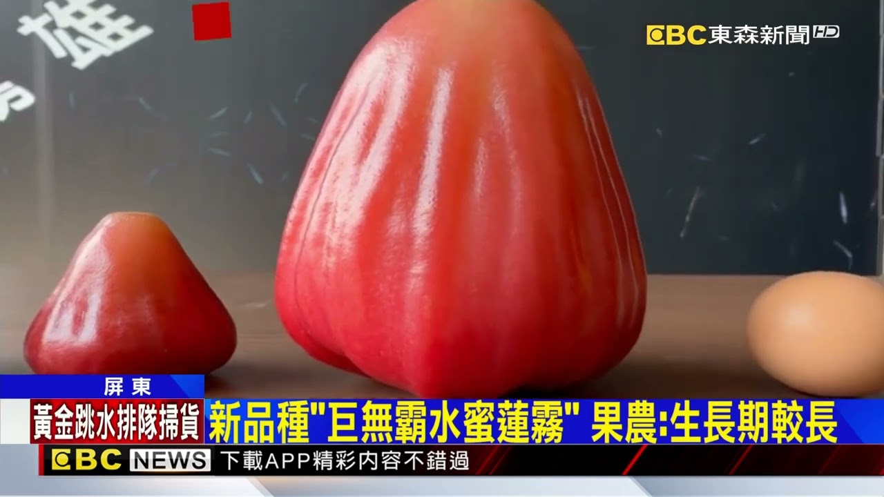 「巨無霸蓮霧」比正常大7倍 破1台斤喊賣千元@newsebc