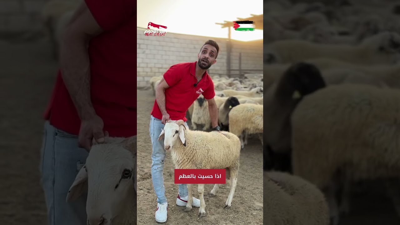 طريقة شراء الخروف المثالي للأضاحي في عيد الأضحى | نصائح وإرشادات 🐑 #خبير_اللحوم