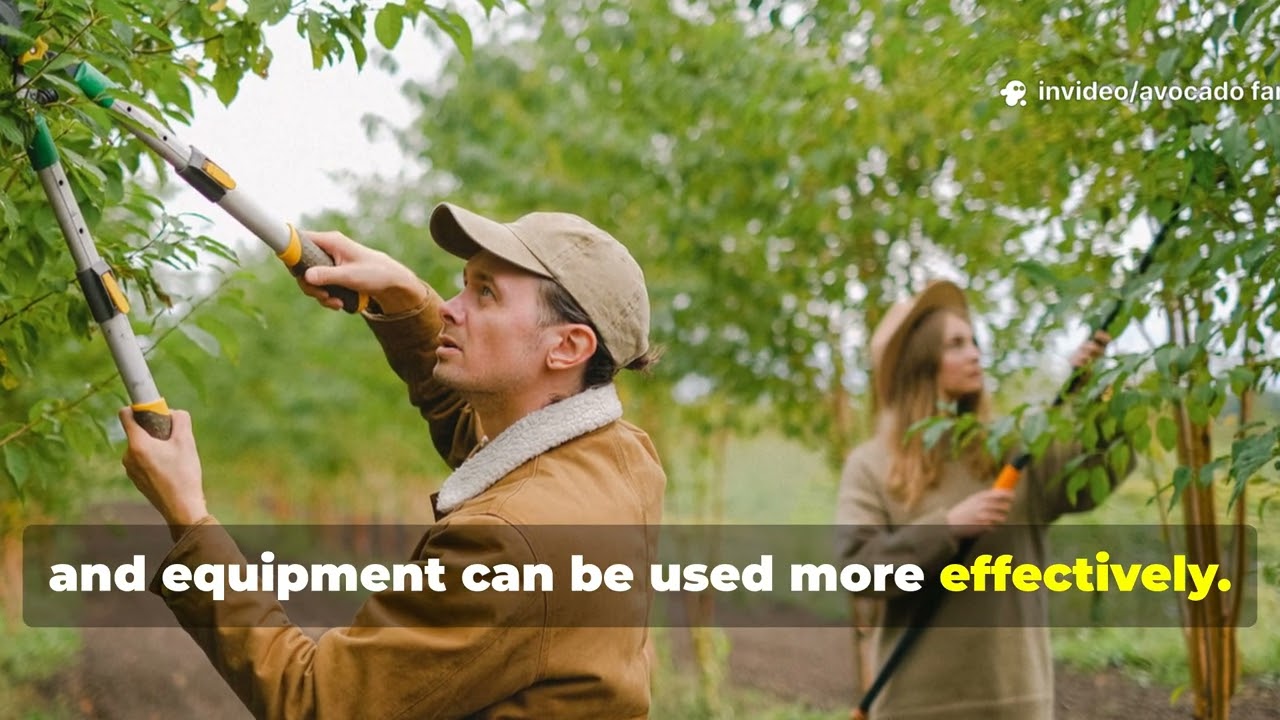 The SECRET Pruning Technique That DOUBLED Our Avocado Yield