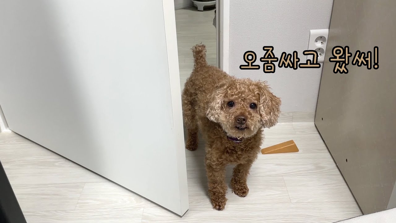 화장실 갔다왔으니깐 치우고 간식줘!